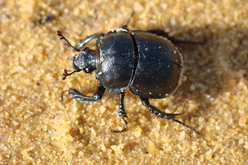 Beetle (Chelotrupes momus)