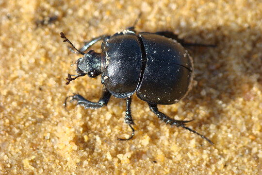 Beetle (Chelotrupes momus)