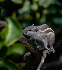 A beautiful Squirrel on a branch