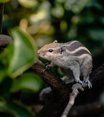 Squirrel is a cute beautiful animal