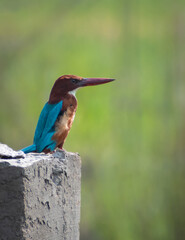 kingfisher sit on a concrete floor