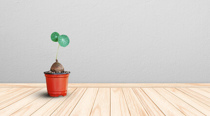 pot tree on wooden floor and empty gray wall room interiors well editing text on free space