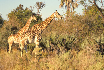 Girafe spécifique de Namibie Giraffa camelopardalis Afrique
