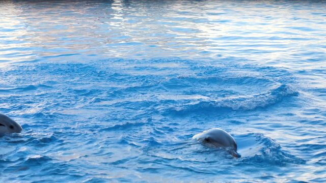 dolphin jumping into blue water