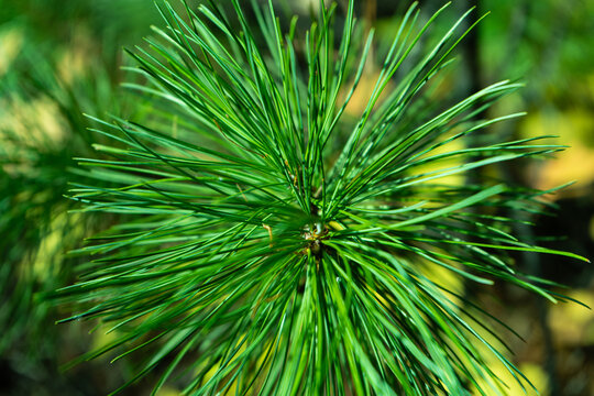 Cedar At The Branch