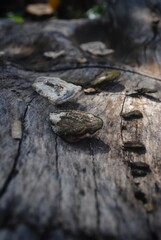 snail on a log