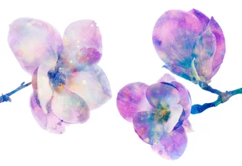 Zelfklevend Fotobehang purple blooming magnolia - aquarelle painting © Vera Kuttelvaserova