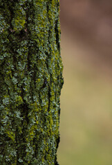 bark of a tree with moss