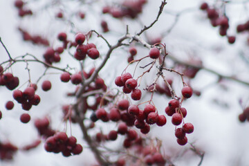 red berries on a branch