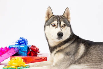 husky dog has a present dog isolated on white background.