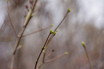 branches in spring