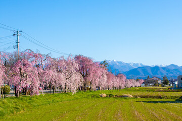 福島県　喜多方市　日中線しだれ桜並木