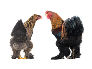 rooster and hen isolated on white background