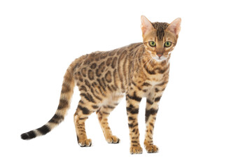 Obraz premium bengal cat isolated on white background