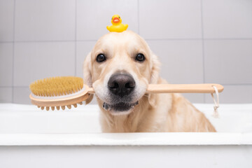 The dog is sitting in a bubble bath with a yellow duckling and soap bubbles. Golden Retriever...