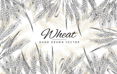 Rectangular frame with hand drawn wheat spikelets in sketch vector illustration © sabelskaya