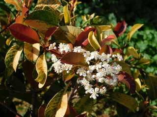 A photinia fraseri red robin plant, blossoming in autumn, with red, green and yellow leaves and white flowers, in Attica, Greece