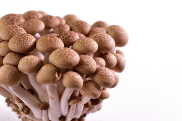 Closeup of brown beech mushroom against white background.