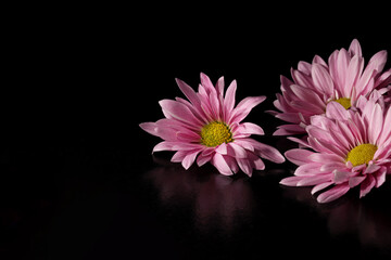 Obraz premium pink flower on black background