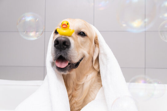 The dog is sitting in a bubble bath with a yellow duckling and soap bubbles. Golden Retriever bathes with bath accessories.