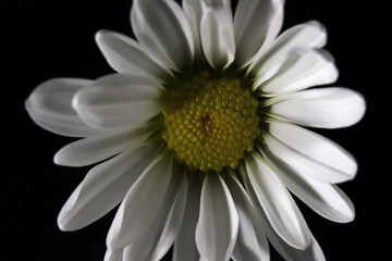 white daisy flower on black background