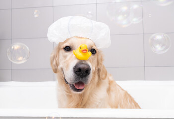The dog is sitting in a bubble bath with a yellow duckling and soap bubbles. Golden Retriever...