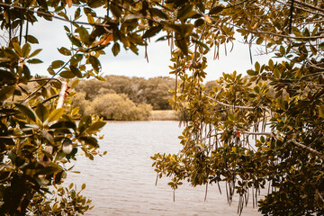 das Meer. Wasser. Mangroven