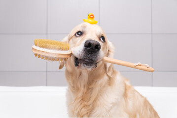 The dog is sitting in a bubble bath with a yellow duckling and soap bubbles. Golden Retriever bathes with bath accessories.