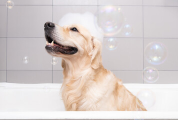 The dog is sitting in a bubble bath with a yellow duckling and soap bubbles. Golden Retriever bathes with bath accessories. - obrazy, fototapety, plakaty