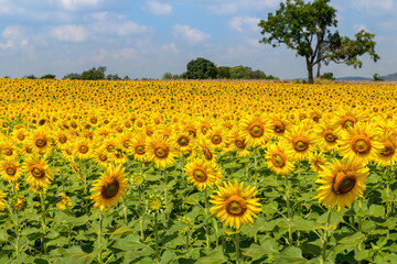 Beautiful sunflower flower blooming in sunflowers field on winter season, Lop Buri THAILAND