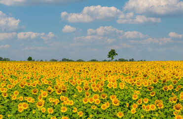 Beautiful sunflower flower blooming in sunflowers field