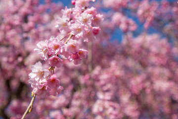 福島県　喜多方市　日中線しだれ桜並木