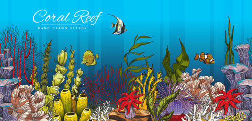 Coral reef decorative banner background with marine plants vector illustration.