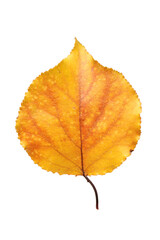 Leaf isolated on a white background