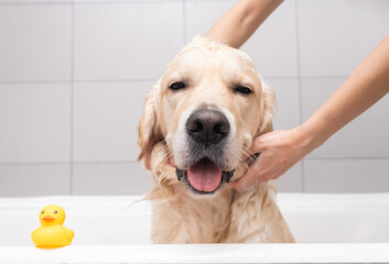 The girl's hands wash the dog in a bubble bath. The groomer washes his golden retriever with a...