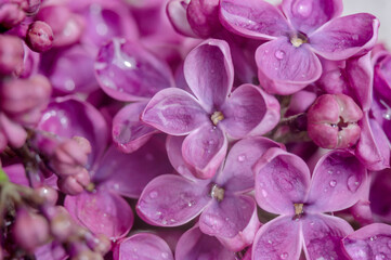 Lilacs in close-up. Purple flowers. Water droplets on the flower.