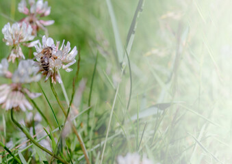A bee on a clover flower. White wildflower. Insect on a meadow flower.