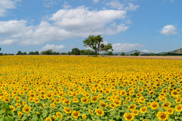 field of blooming sunflowers on a background of blue sky, Lop Buri