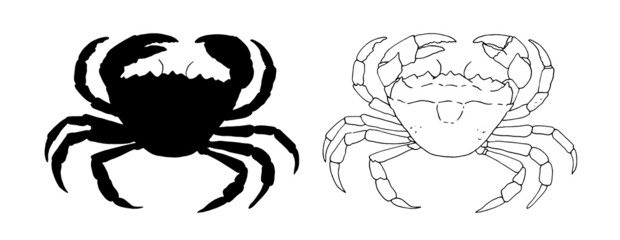 sketch silhouette of a crab. drawing of a marine animal, a whole crab in black outline and silhouette, top view, on white for a vintage seafood logo design template © Анастасия Винтовкина