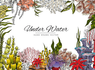 Coral reef and seaweed background in hand drawn colored sketch style, vector illustration.