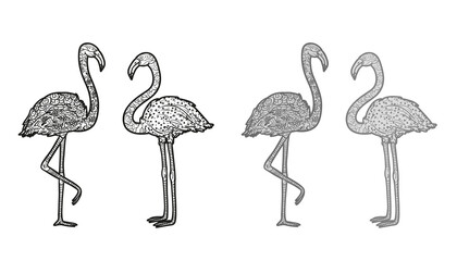 Flamingos on white. Detailed hand drawn line birds with abstract patterns. Freehand drawing. Different color options. Black and white illustration