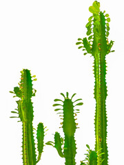 Isolated euphorbia ingens cactus plant on white background