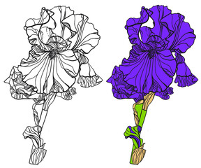 Coloring Iris flower, color and outline options - 472017647