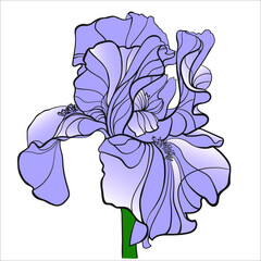 Blue iris on a white background, vector drawing. - 472017656