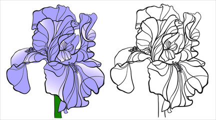 Contour drawing of an iris flower, graphics on a white background. Blue iris and black and white silhouette. - 472018017