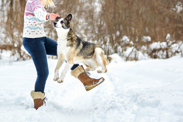 The dog walks in the winter in nature with its owner. They train and play    