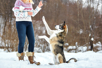 The dog walks in the winter in nature with its owner. They train and play    