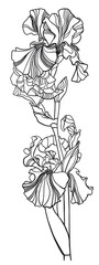 Drawing coloring two iris flowers on one stem, on a white background. - 472018028