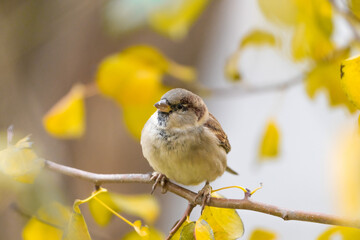 Common sparrow on a branch