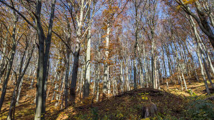 Herbstwald